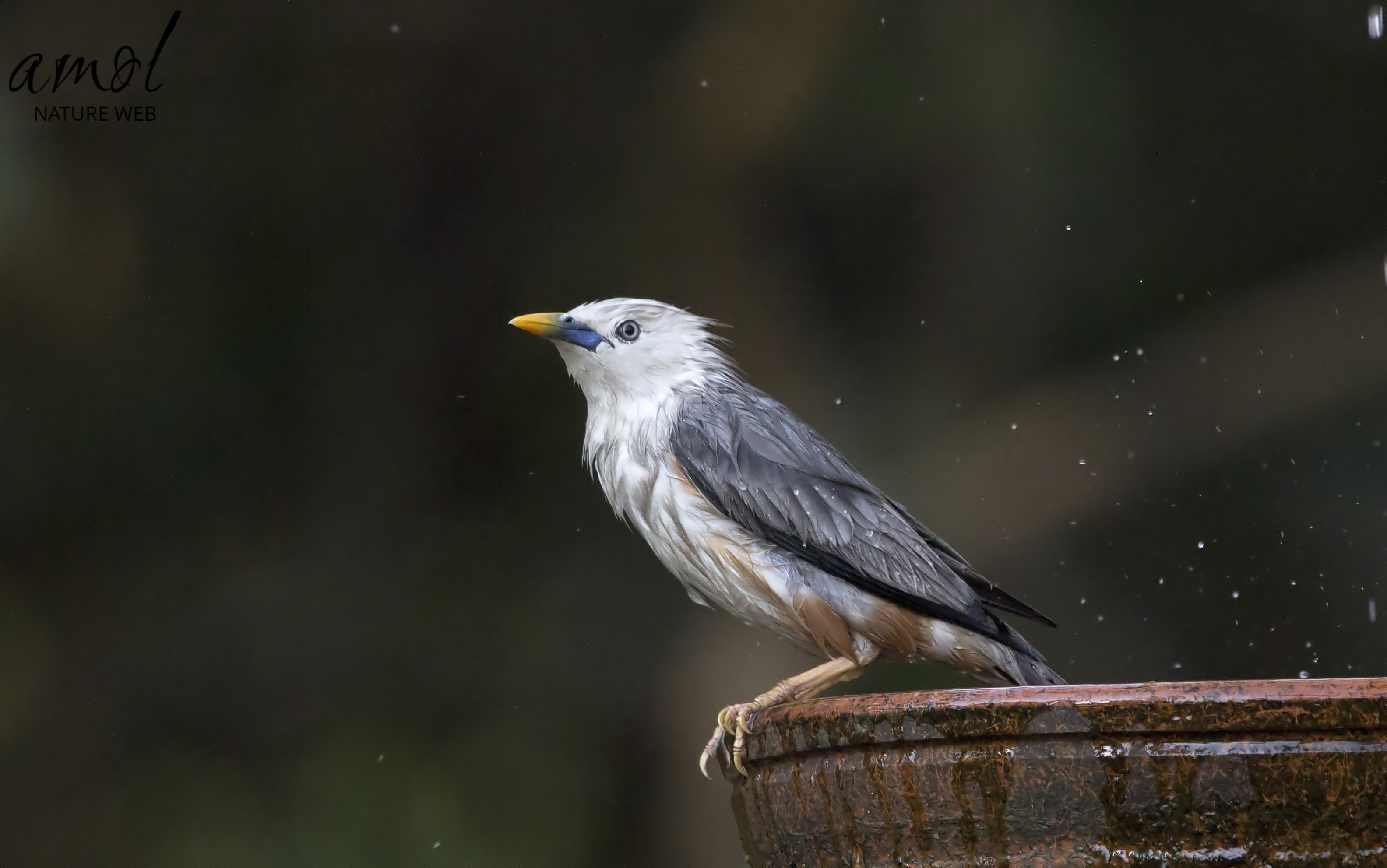 Malabar Starling